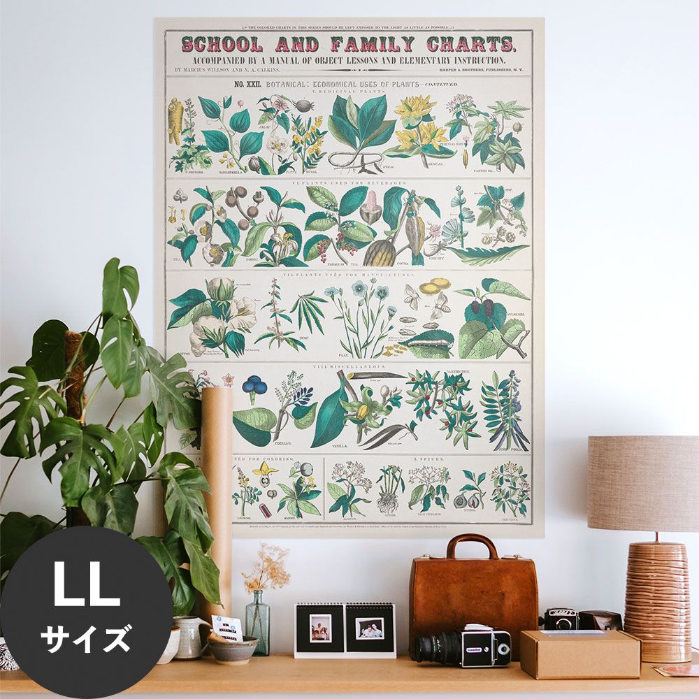 Hattan Art Poster ハッタンアートポスター botanical: economical uses of plants / HP-00017 LLサイズ(90cm×120cm)