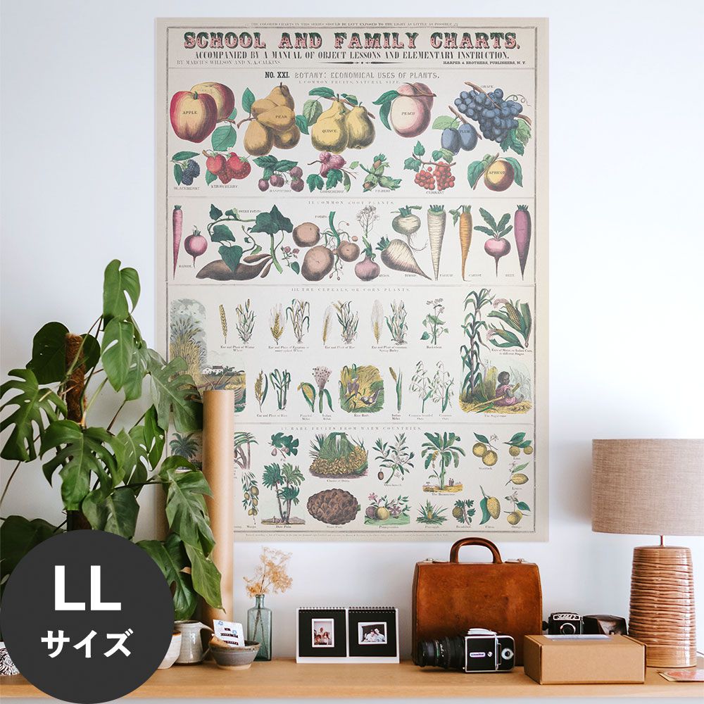 Hattan Art Poster ハッタンアートポスター Botanical: economical uses of plants / HP-00018 LLサイズ(90cm×120cm)