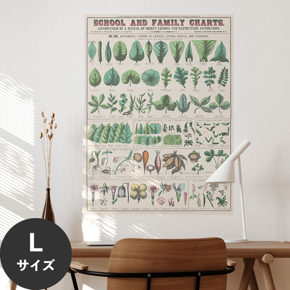 Hattan Art Poster ハッタンアートポスター School and family charts, Botanical / HP-00199 Lサイズ(67cm×90cm)