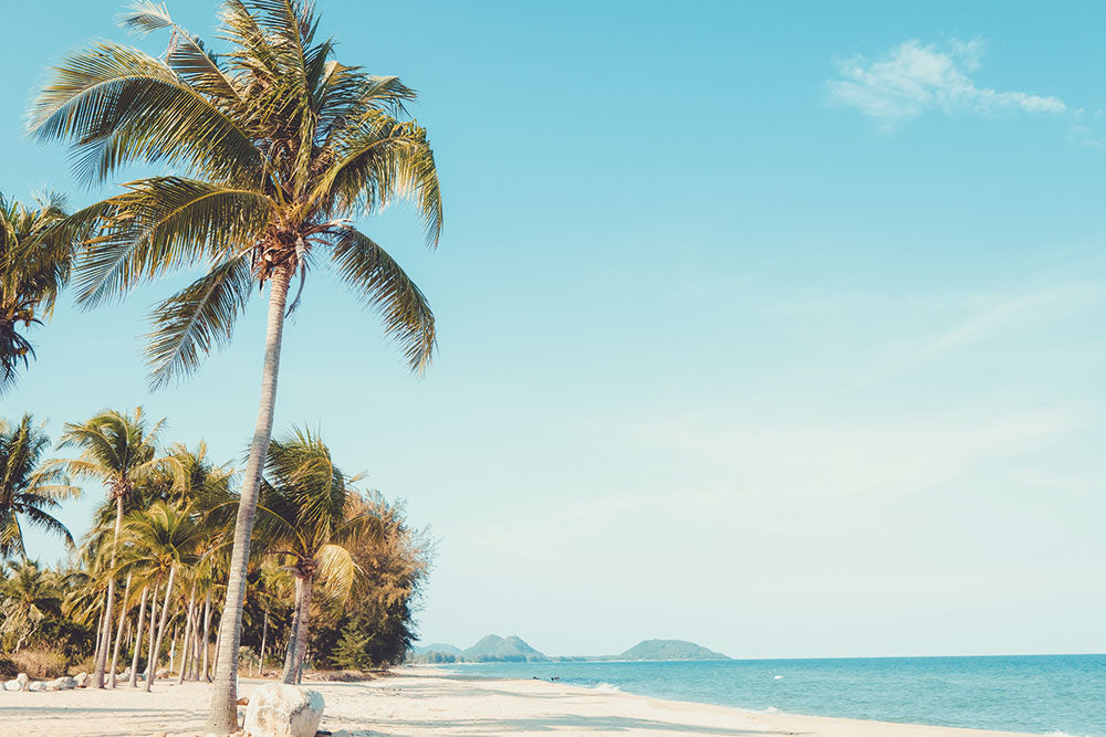 はがせるミューラル壁紙 のりなし Palm tree on tropical beach in summer NSO-G00016