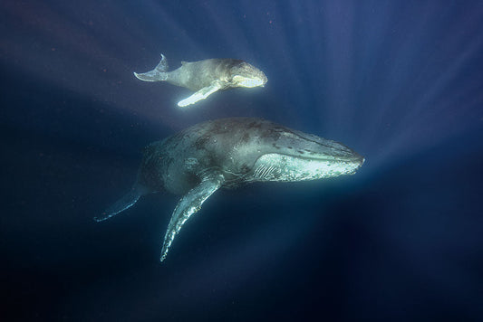 はがせるミューラル壁紙 のりなし 海の景色壁紙 鍵井靖章 ザトウクジラの親子（沖縄糸満） NSO-K00001