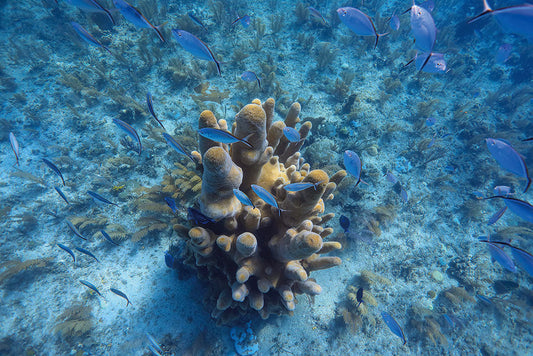 はがせるミューラル壁紙 のりなし 海の景色壁紙 鍵井靖章 サンゴと青い魚（キューバ） NSO-K00018