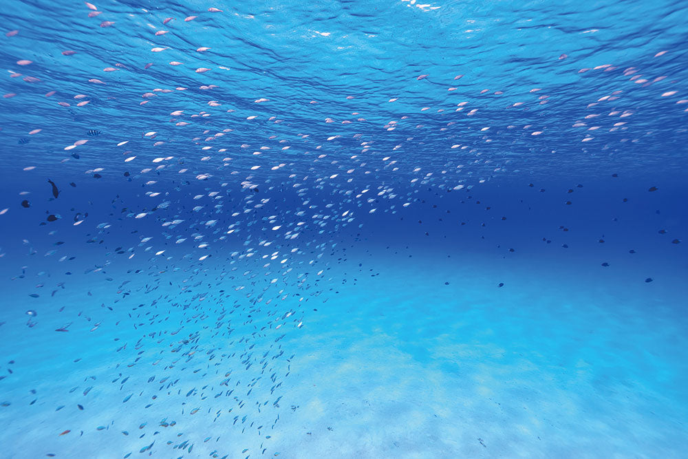 はがせるミューラル壁紙 のりなし 海の景色壁紙 鍵井靖章 水面下の青い魚（沖縄阿嘉島） NSO-K00023