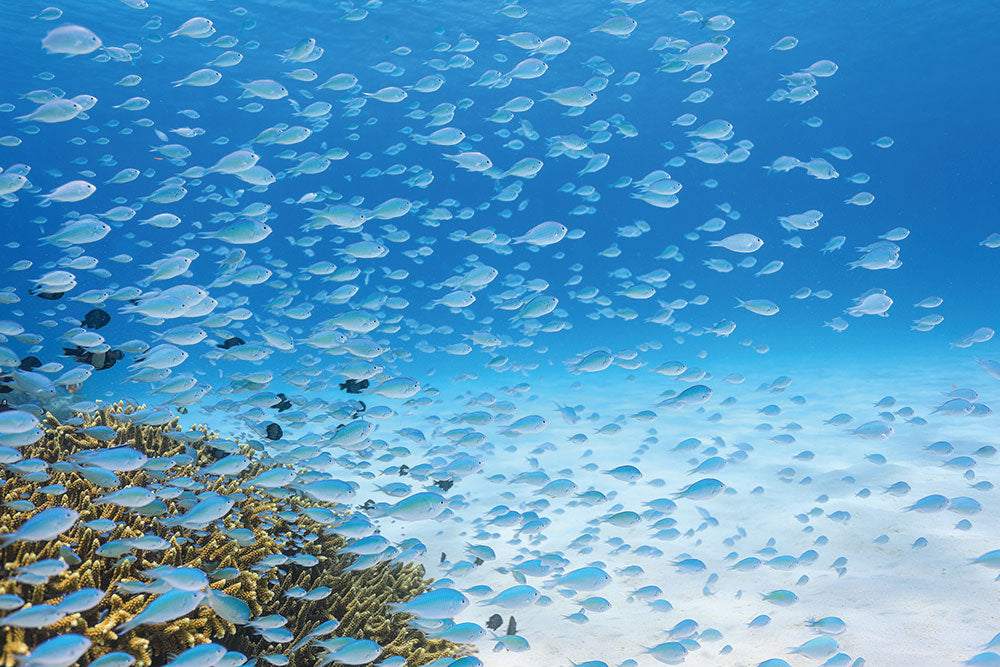 はがせるミューラル壁紙 のりなし 海の景色壁紙 鍵井靖章 デバスズメダイ（沖縄阿嘉島） NSO-K00024