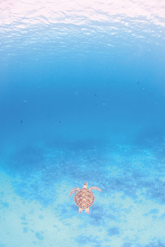 はがせるミューラル壁紙 のりなし 海の景色壁紙 鍵井靖章 泳ぐカメ（沖縄阿嘉島） NSO-K00025