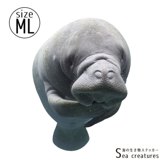 【鍵井 靖章 Yasuaki Kagii】海の生き物ステッカー Sea creatures ML マナティ(右向き)