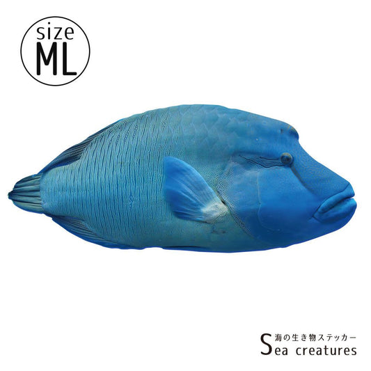 【鍵井 靖章 Yasuaki Kagii】海の生き物ステッカー Sea creatures ML ナポレオンフィッシュ(右向き)