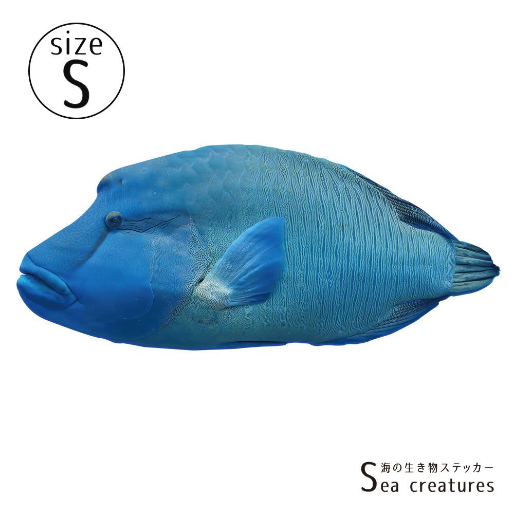 【鍵井 靖章 Yasuaki Kagii】海の生き物ステッカー Sea creatures S ナポレオンフィッシュ(左向き)