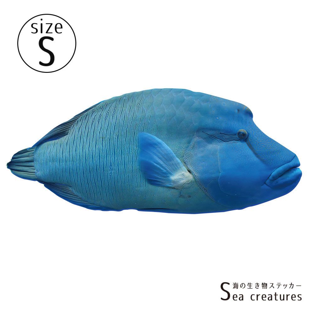 【鍵井 靖章 Yasuaki Kagii】海の生き物ステッカー Sea creatures S ナポレオンフィッシュ(右向き)