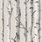 はがせる 壁紙 シール 「NU WALLPAPER」 Birch Tree Peel And Stick Wallpaper / NU1650(NU3128)