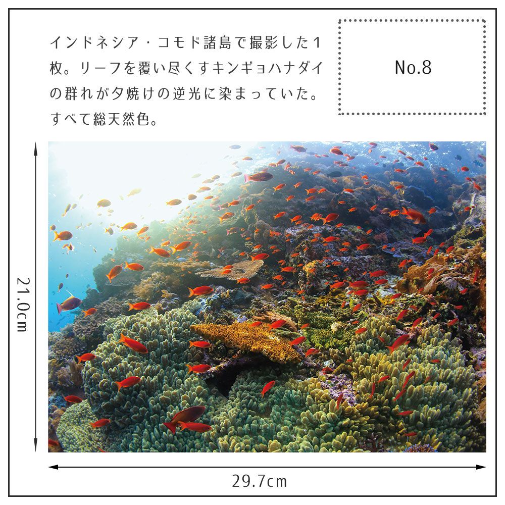 【鍵井 靖章 Yasuaki Kagii】海の景色ポスター Below the surface S No.8