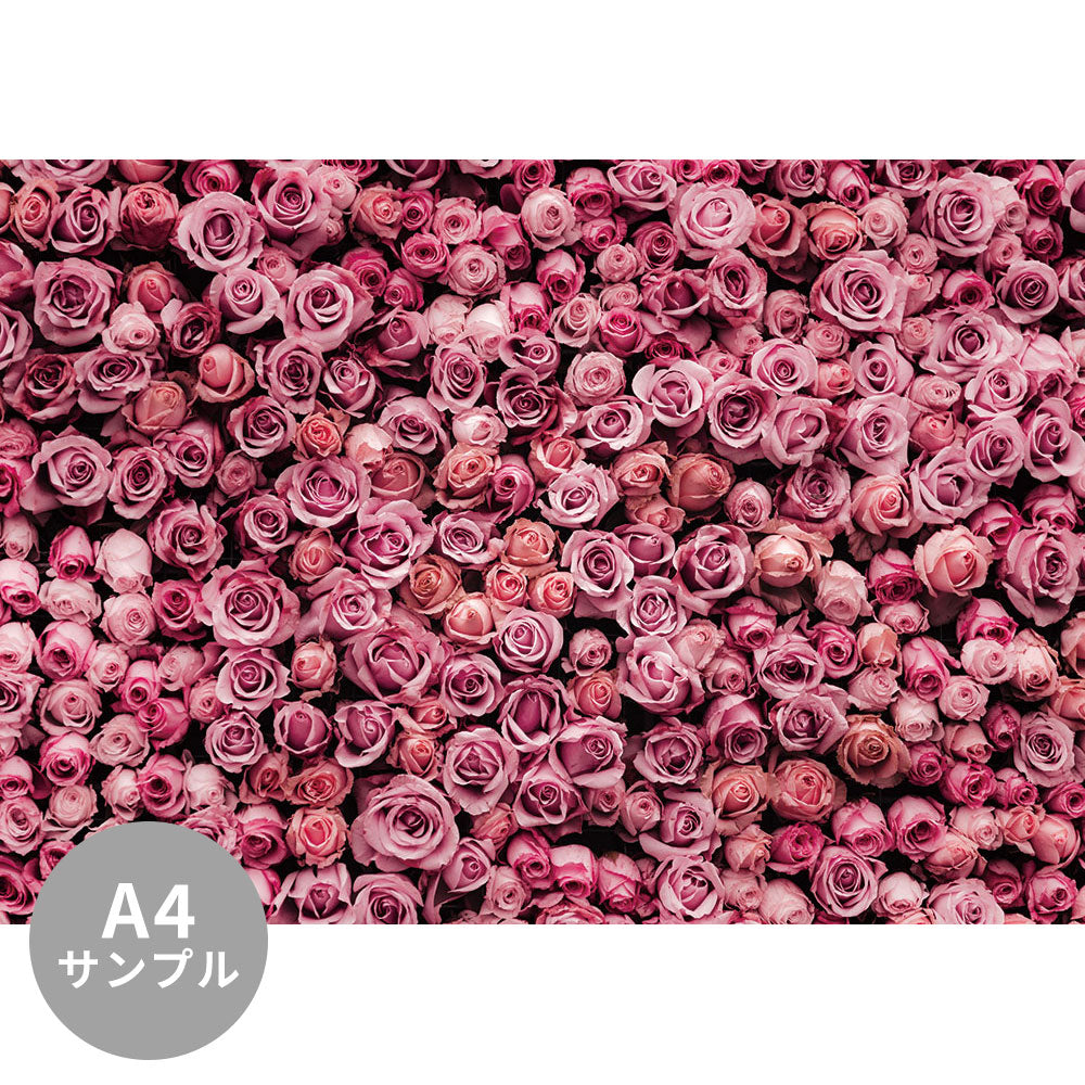 【サンプル】はがせるミューラル壁紙 シールタイプ Amazing roses TSO-G00009