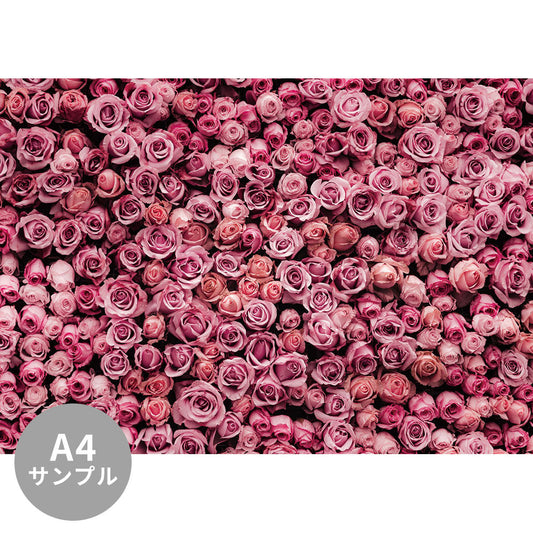 【サンプル】はがせるミューラル壁紙 シールタイプ Amazing roses TSO-G00009