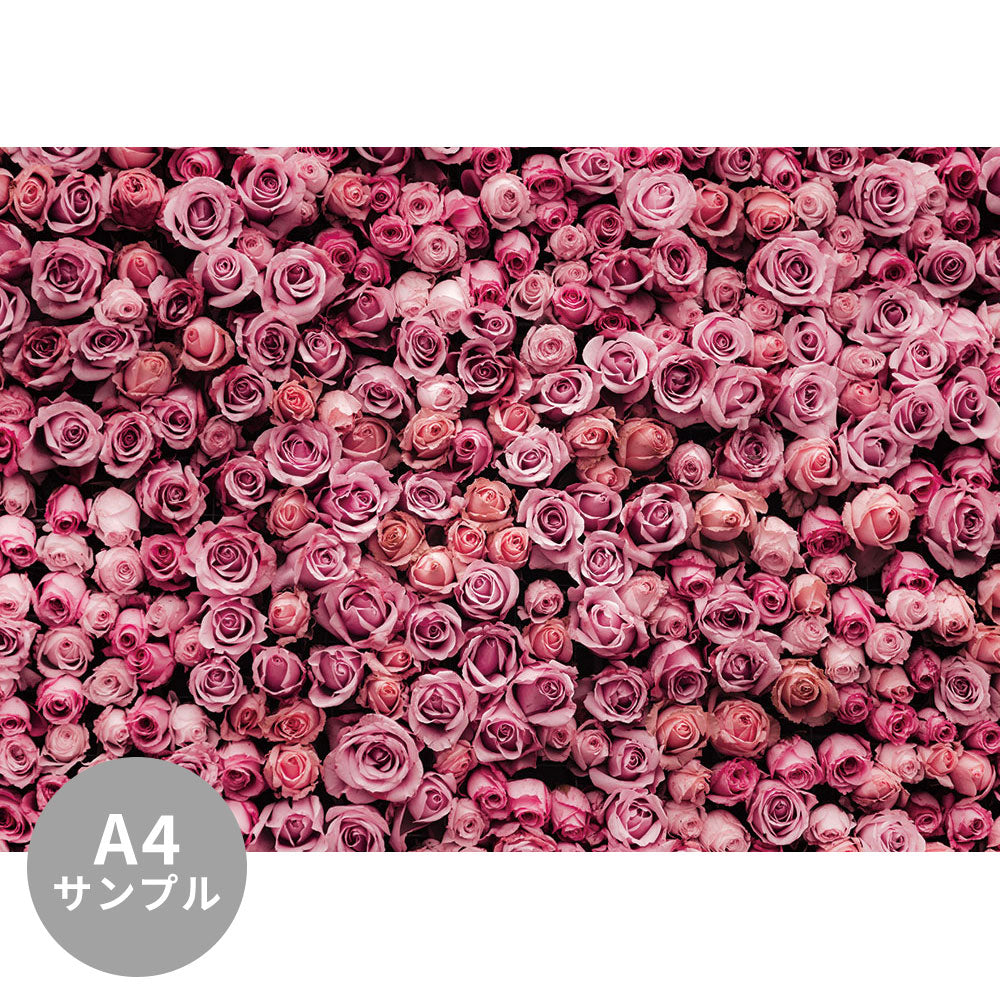 【サンプル】はがせるミューラル壁紙 のりなし Amazing roses NSO-G00009