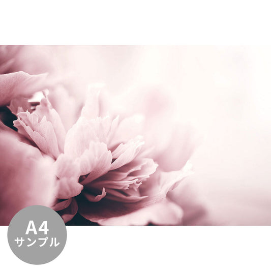 【サンプル】はがせるミューラル壁紙 シールタイプ Peony TSO-G00014