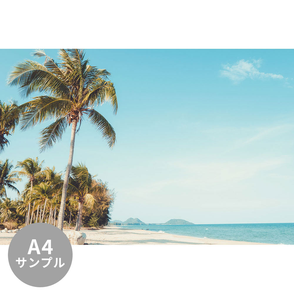 【サンプル】はがせるミューラル壁紙 のりなし Palm tree on tropical beach in summer NSO-G00016