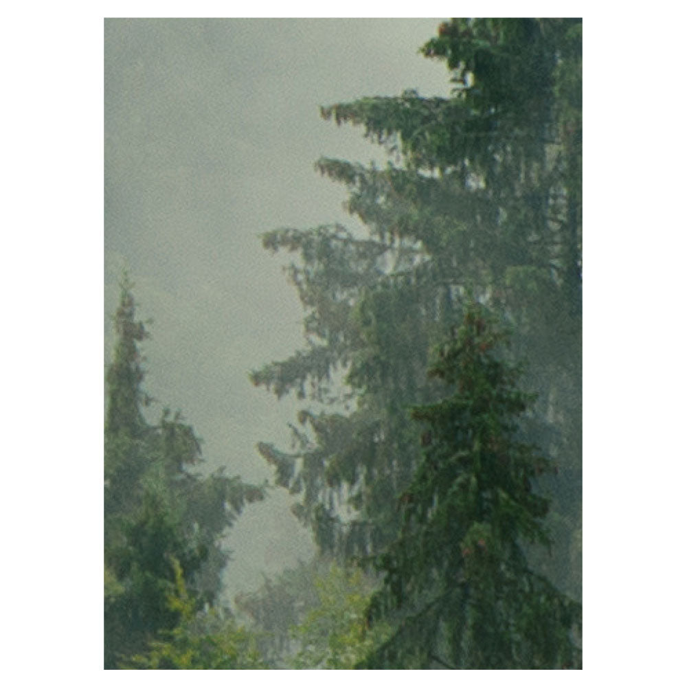 【サンプル】はがせるミューラル壁紙 のりなし Misty landscape with fir forest 01 NSO-G00018