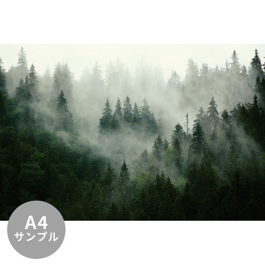 【サンプル】はがせるミューラル壁紙 シールタイプ Misty landscape with fir forest 01 TSO-G00018