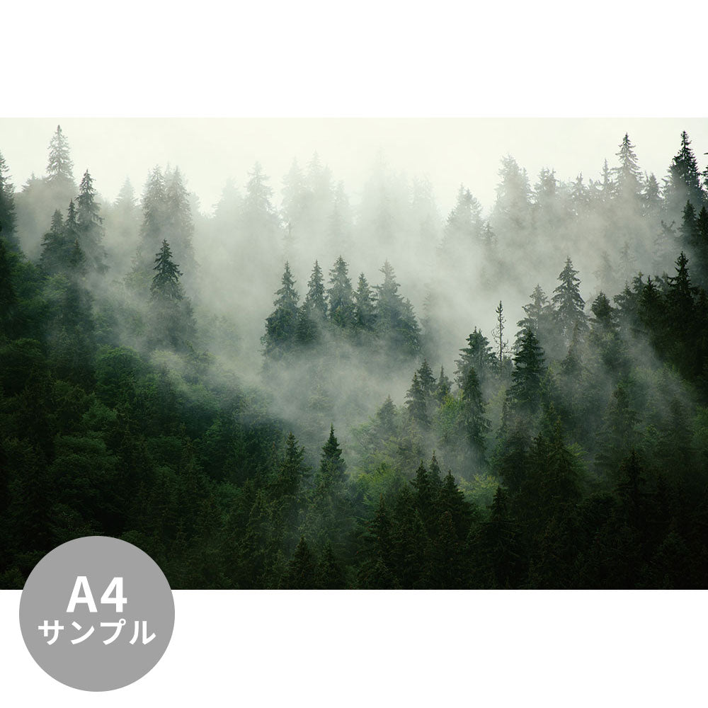 【サンプル】はがせるミューラル壁紙 のりなし Misty landscape with fir forest 01 NSO-G00018