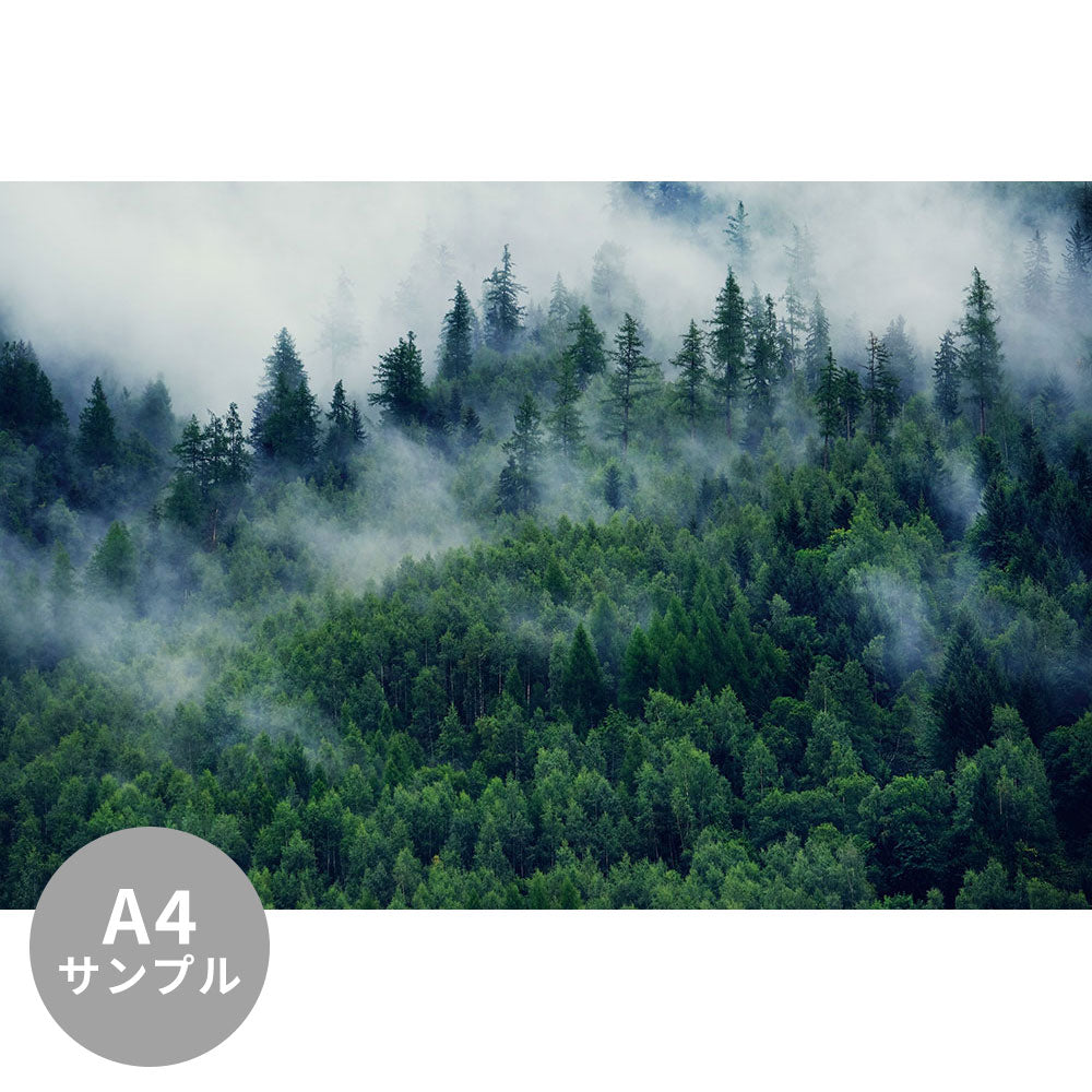 【サンプル】はがせるミューラル壁紙 のりなし Misty landscape with fir forest 02 NSO-G00019