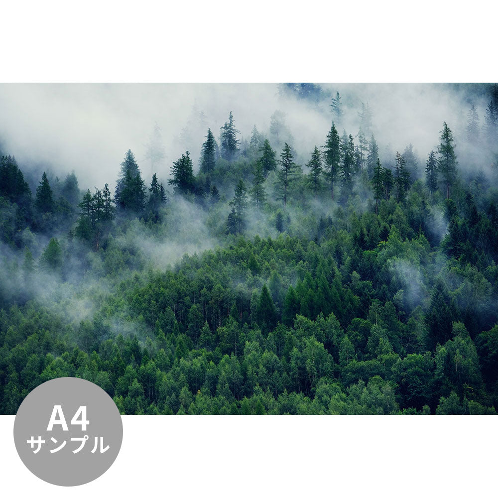 【サンプル】はがせるミューラル壁紙 シールタイプ Misty landscape with fir forest 02 TSO-G00019