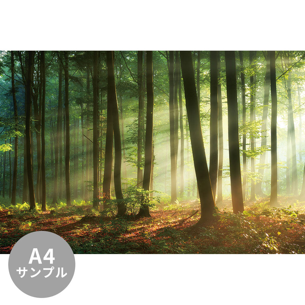 【サンプル】はがせるミューラル壁紙 シールタイプ Beautiful morning in the forest TSO-G00020