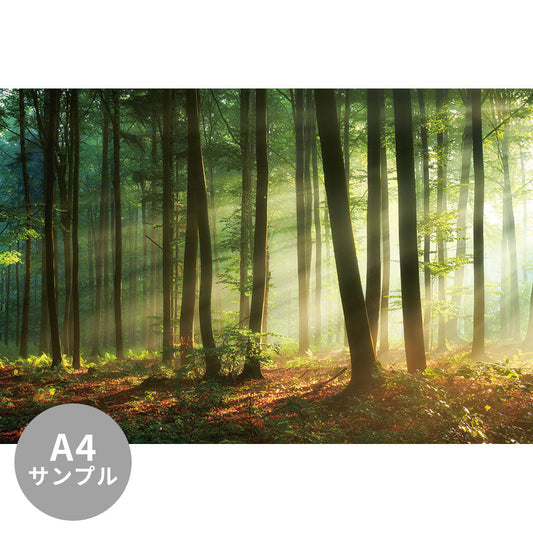 【サンプル】はがせるミューラル壁紙 シールタイプ Beautiful morning in the forest TSO-G00020