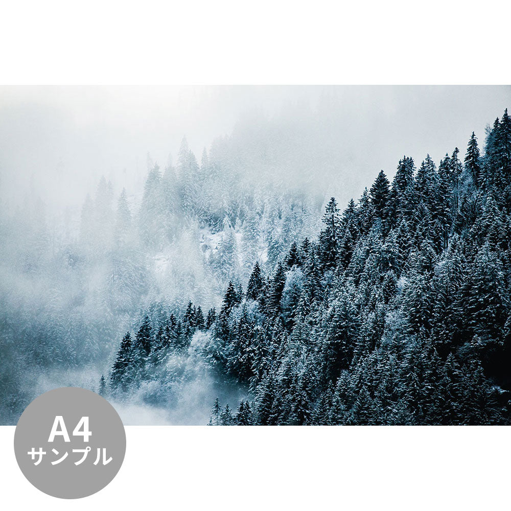 【サンプル】はがせるミューラル壁紙 シールタイプ Winter forest TSO-G00021