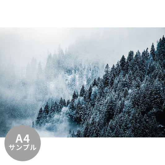 【サンプル】はがせるミューラル壁紙 シールタイプ Winter forest TSO-G00021