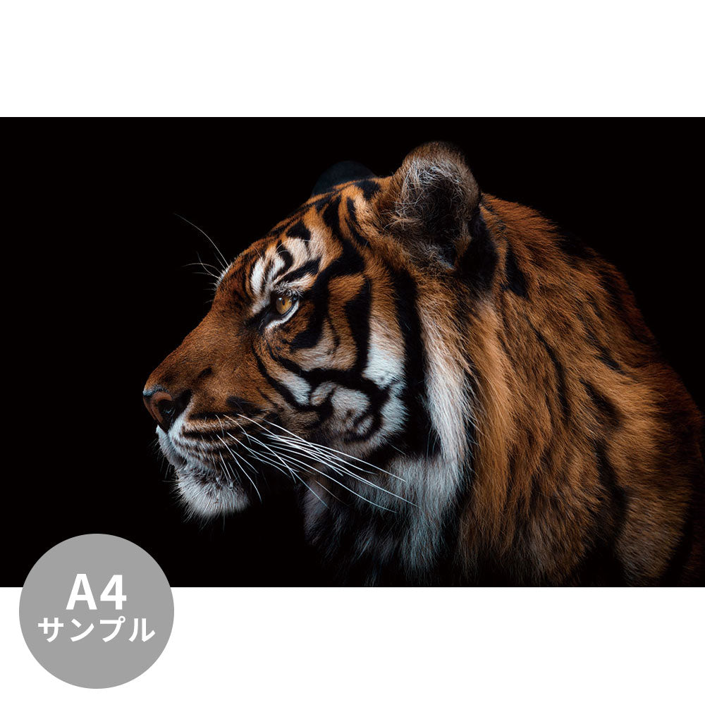 【サンプル】はがせるミューラル壁紙 のりなし Tiger head portrait NSO-G00038