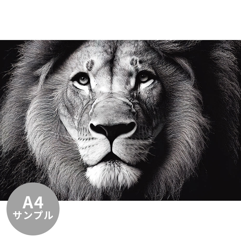 【サンプル】はがせるミューラル壁紙 シールタイプ Lion head portrait TSO-G00039