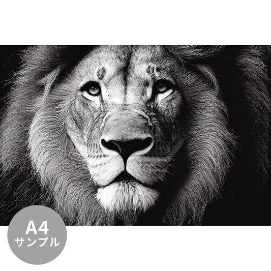 【サンプル】はがせるミューラル壁紙 シールタイプ Lion head portrait TSO-G00039