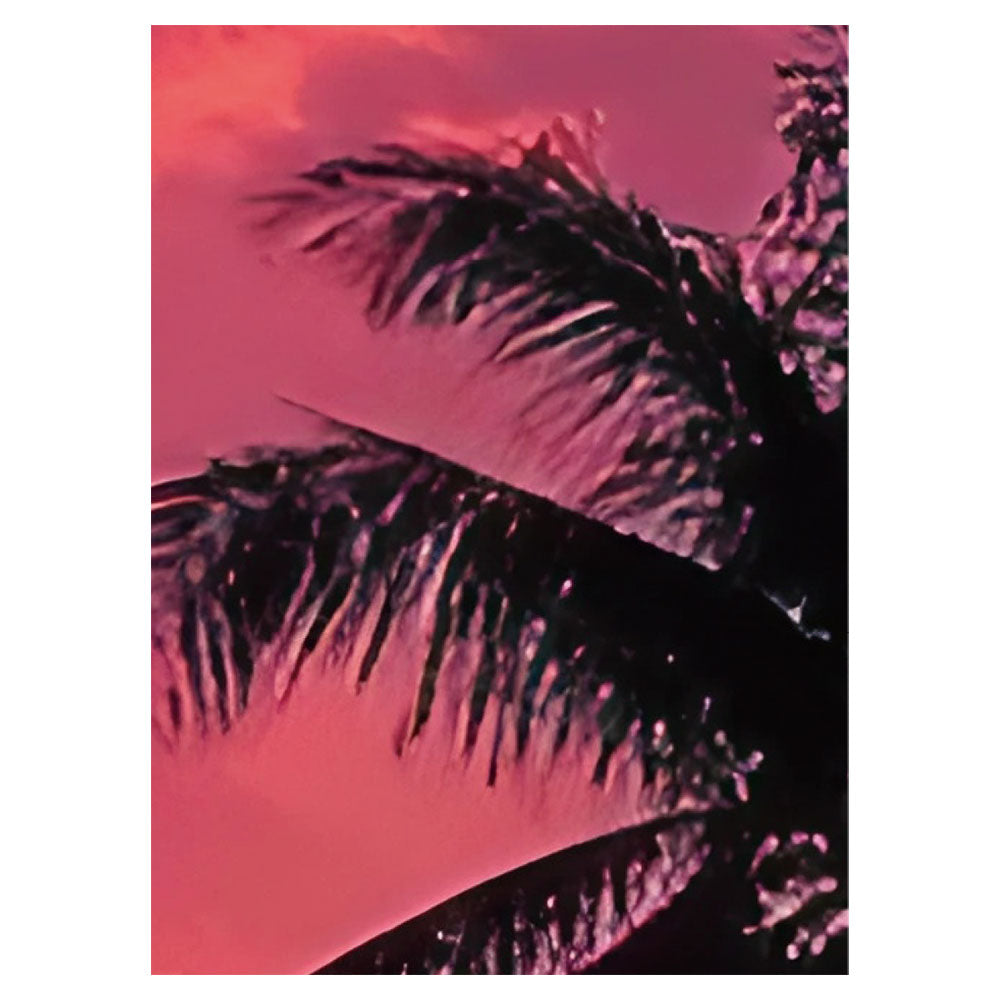 Silhouette palm tree at tropical beach NSO-G00301