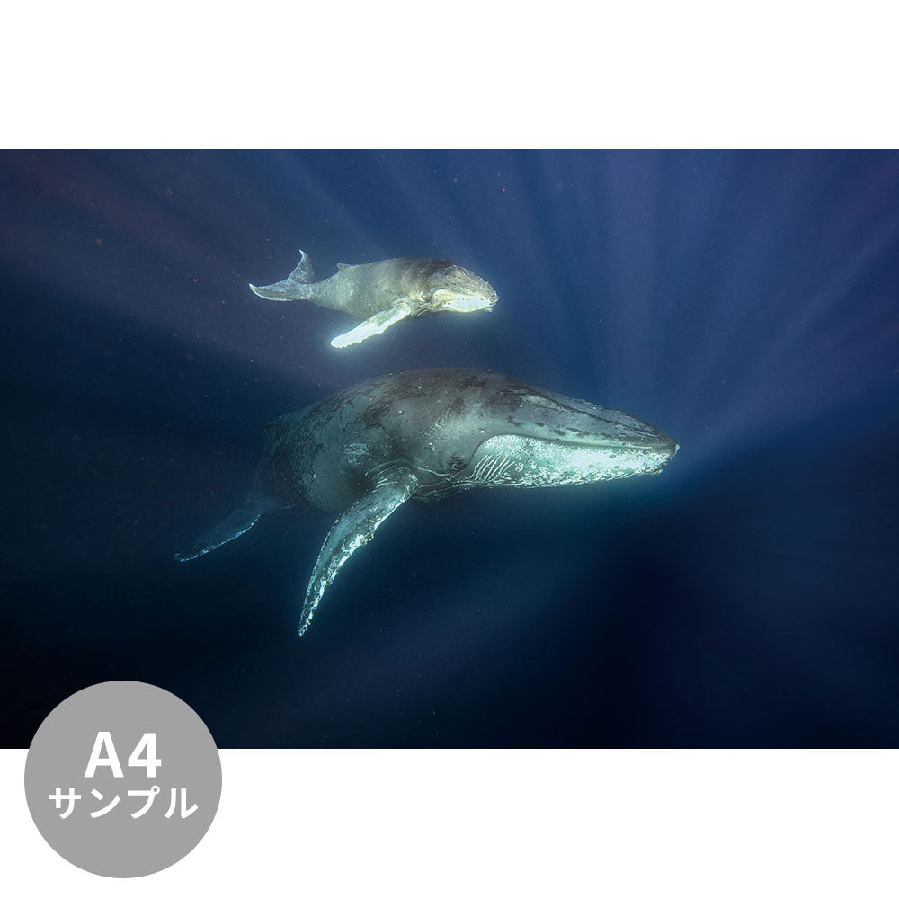 【サンプル】はがせるミューラル壁紙 のりなし 海の景色壁紙  鍵井靖章 ザトウクジラの親子（沖縄糸満） NSO-K00001