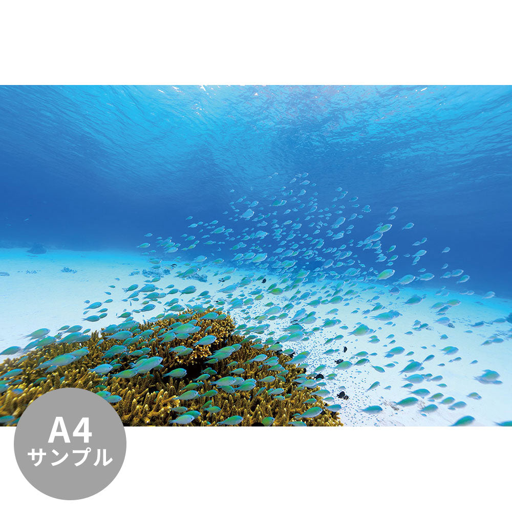 【サンプル】はがせるミューラル壁紙 シールタイプ 海の景色壁紙 鍵井靖章 デバスズメダイ（沖縄阿嘉島） TSO-K00002