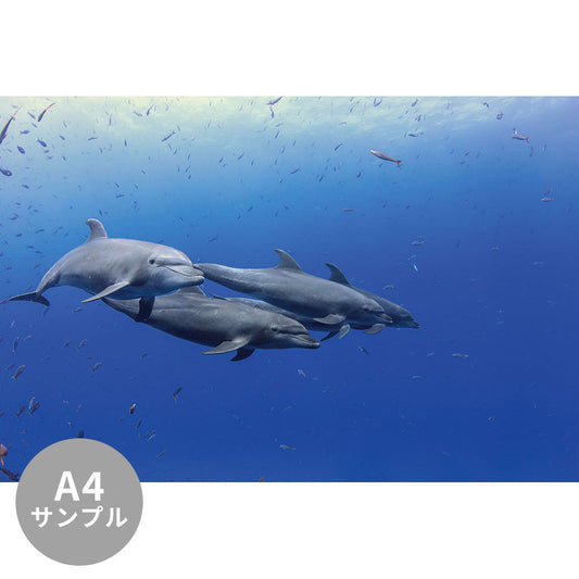 【サンプル】はがせるミューラル壁紙 シールタイプ 海の景色壁紙 鍵井靖章 バンドウイルカ(ソコロ諸島メキシコ) TSO-K00003