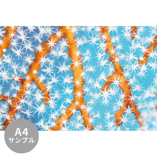 【サンプル】はがせるミューラル壁紙 シールタイプ 海の景色壁紙 鍵井靖章 サンゴのポリプ TSO-K00005