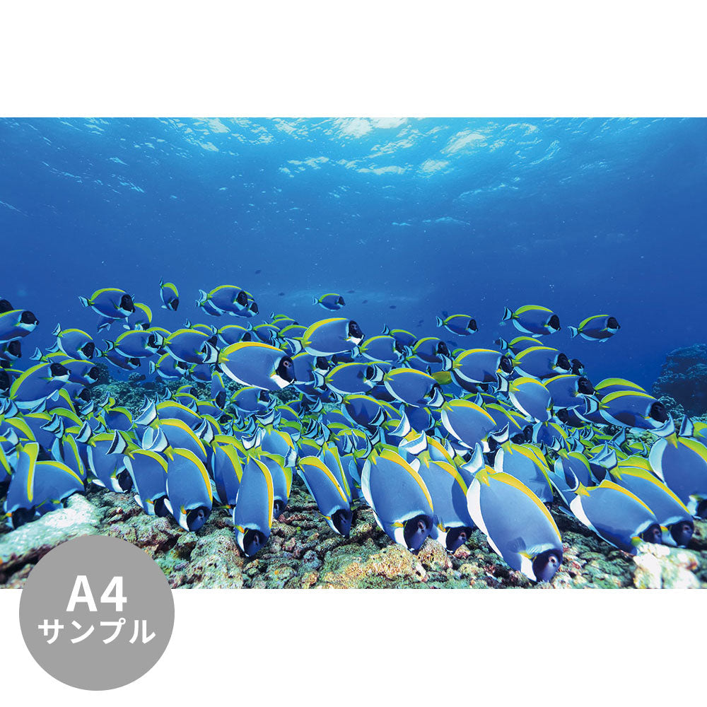 【サンプル】はがせるミューラル壁紙 シールタイプ 海の景色壁紙 鍵井靖章 パウダーブルーサージョンフィッシュ（モルディブ） TSO-K00006