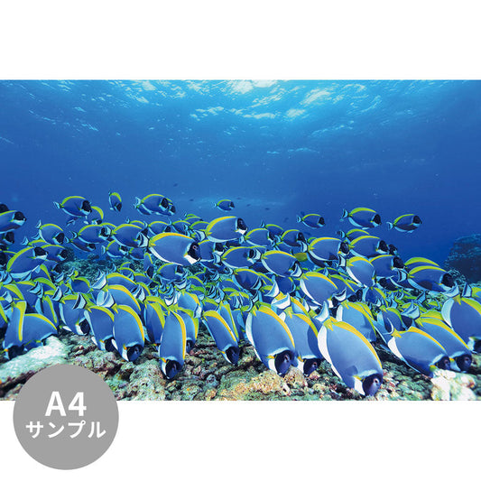【サンプル】はがせるミューラル壁紙 シールタイプ 海の景色壁紙 鍵井靖章 パウダーブルーサージョンフィッシュ（モルディブ） TSO-K00006