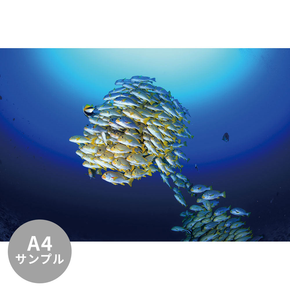 【サンプル】はがせるミューラル壁紙 シールタイプ 海の景色壁紙 鍵井靖章 ムスジコショウダイ（ラジャアンパット） TSO-K00007