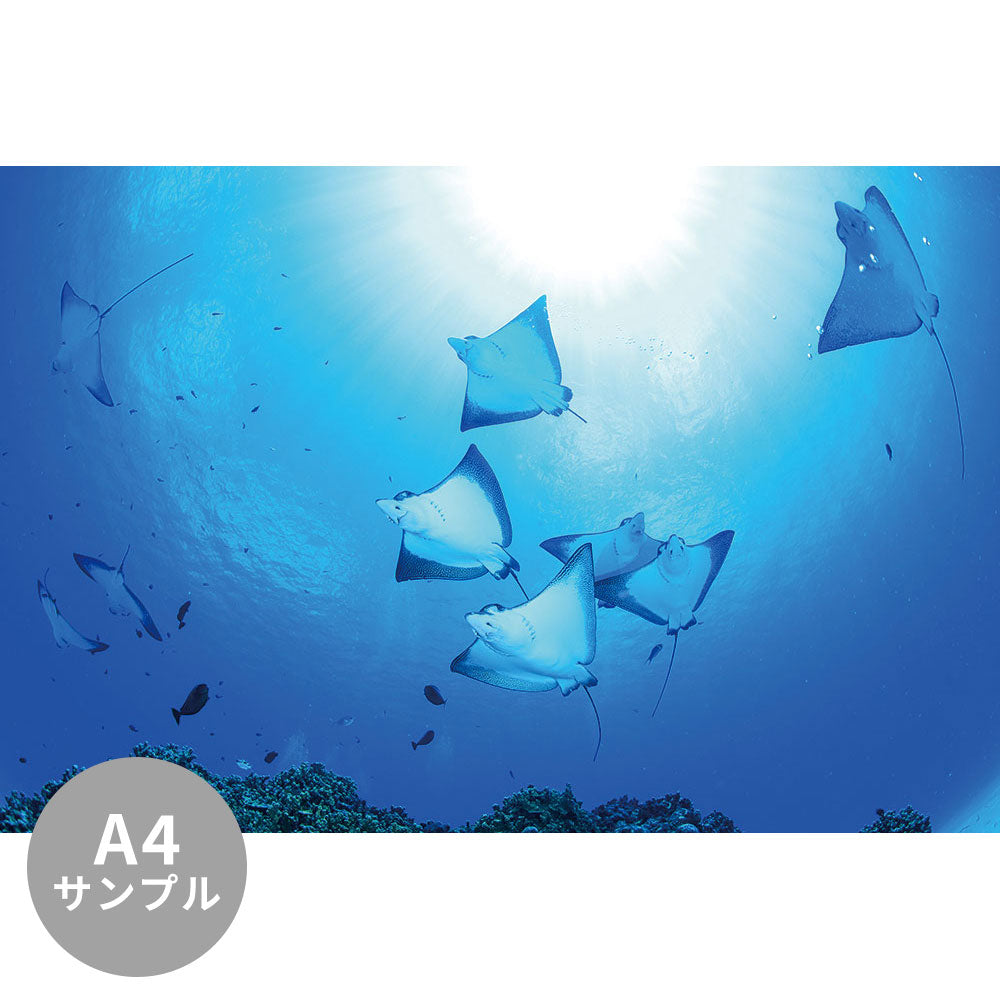 【サンプル】はがせるミューラル壁紙 シールタイプ 海の景色壁紙 鍵井靖章 マダラトビエイ（サイパン） TSO-K00008