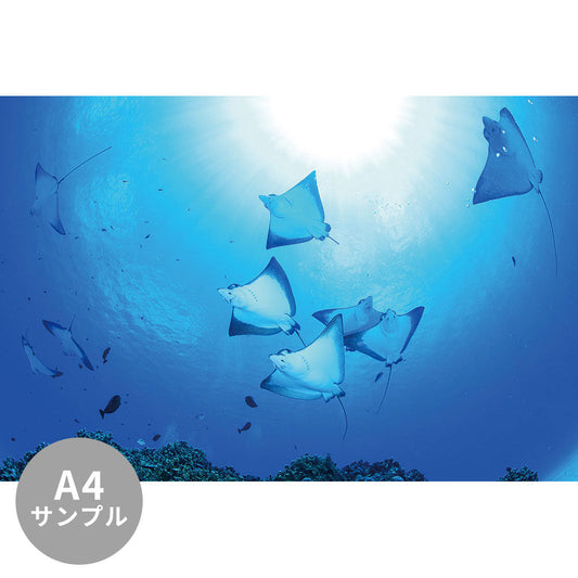 【サンプル】はがせるミューラル壁紙 シールタイプ 海の景色壁紙 鍵井靖章 マダラトビエイ（サイパン） TSO-K00008