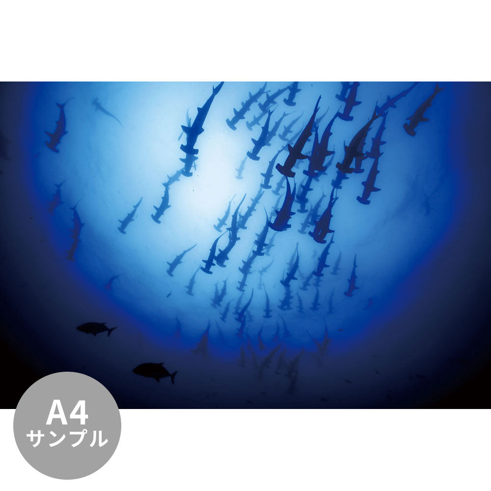 【サンプル】はがせるミューラル壁紙 シールタイプ 海の景色壁紙 鍵井靖章 ハンマーヘッドシャーク（ココ島コスタリカ） TSO-K00012