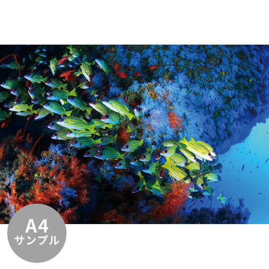 【サンプル】はがせるミューラル壁紙 シールタイプ 海の景色壁紙 鍵井靖章 ヨスジフエダイとブルーソフトコーラル（モルディブ） TSO-K00013