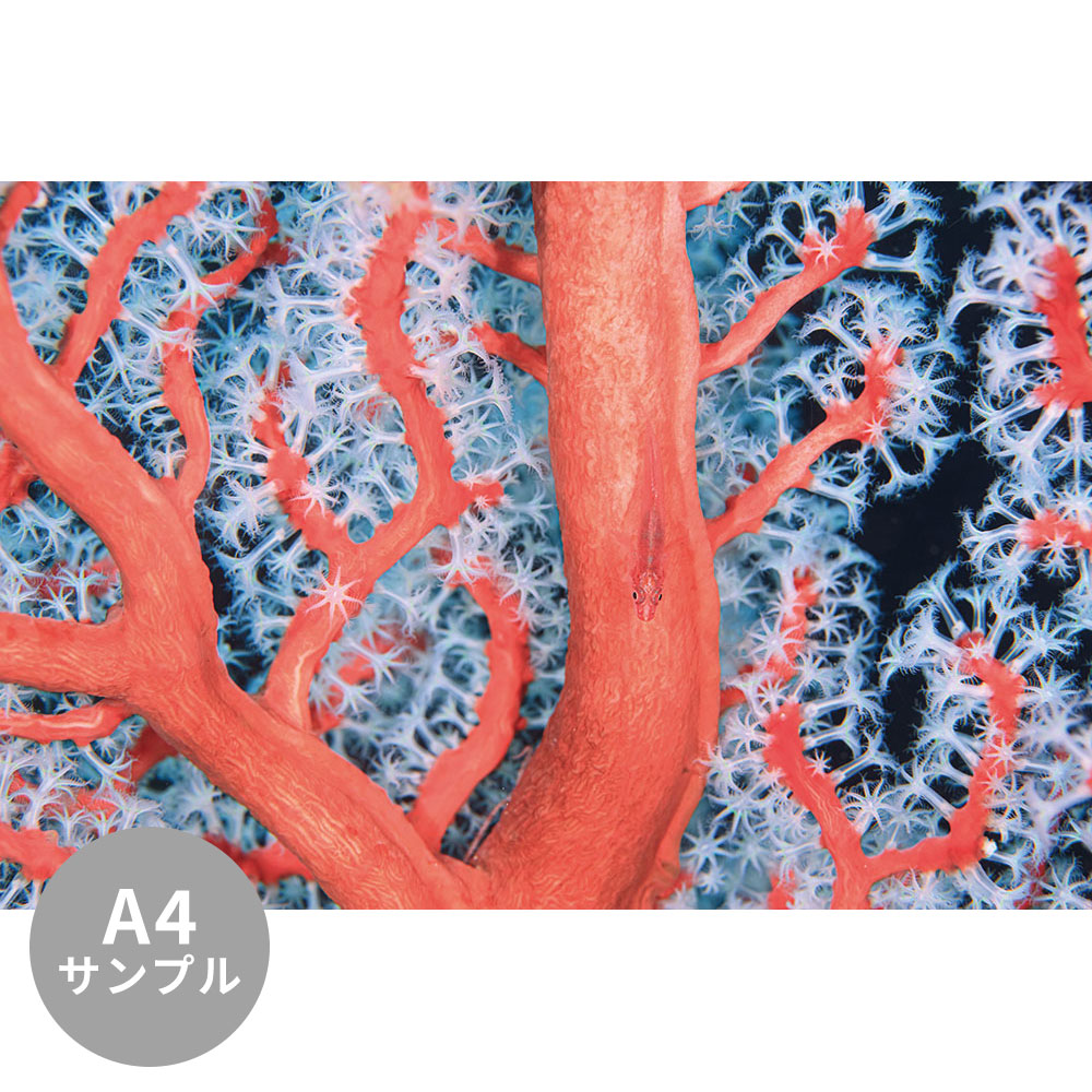 【サンプル】はがせるミューラル壁紙 シールタイプ 海の景色壁紙 鍵井靖章 サンゴとガラスハゼ TSO-K00014