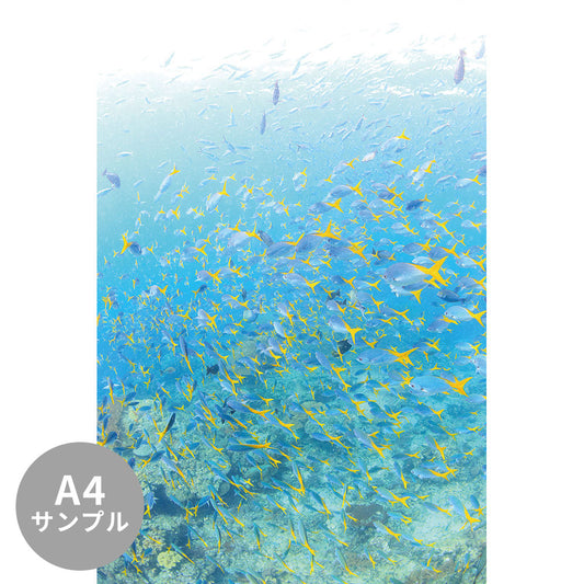 【サンプル】はがせるミューラル壁紙 シールタイプ 海の景色壁紙 鍵井靖章 ニセウメイロイの群泳（ラジャアンパット） TSO-K00015