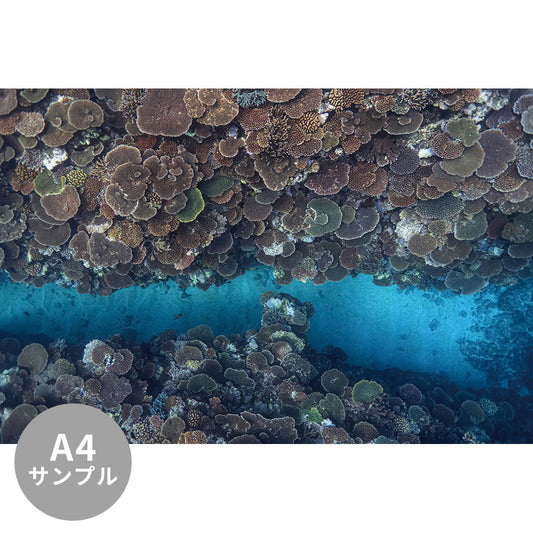 【サンプル】はがせるミューラル壁紙 シールタイプ 海の景色壁紙 鍵井靖章 テーブルコーラルと道（沖縄鳩真島） TSO-K00016
