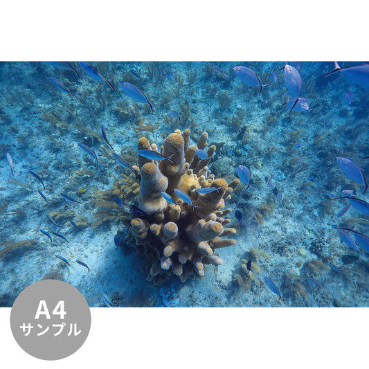 【サンプル】はがせるミューラル壁紙 シールタイプ 海の景色壁紙 鍵井靖章 サンゴと青い魚（キューバ） TSO-K00018