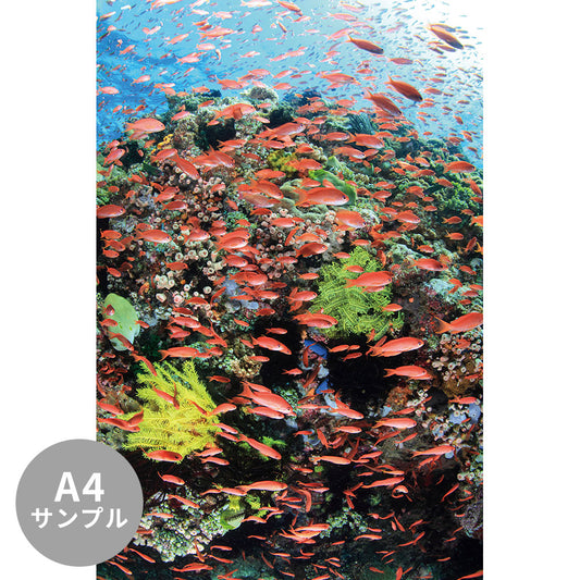 【サンプル】はがせるミューラル壁紙 シールタイプ 海の景色壁紙 鍵井靖章 キンギョハナダイの群泳（フィリピン） TSO-K00019