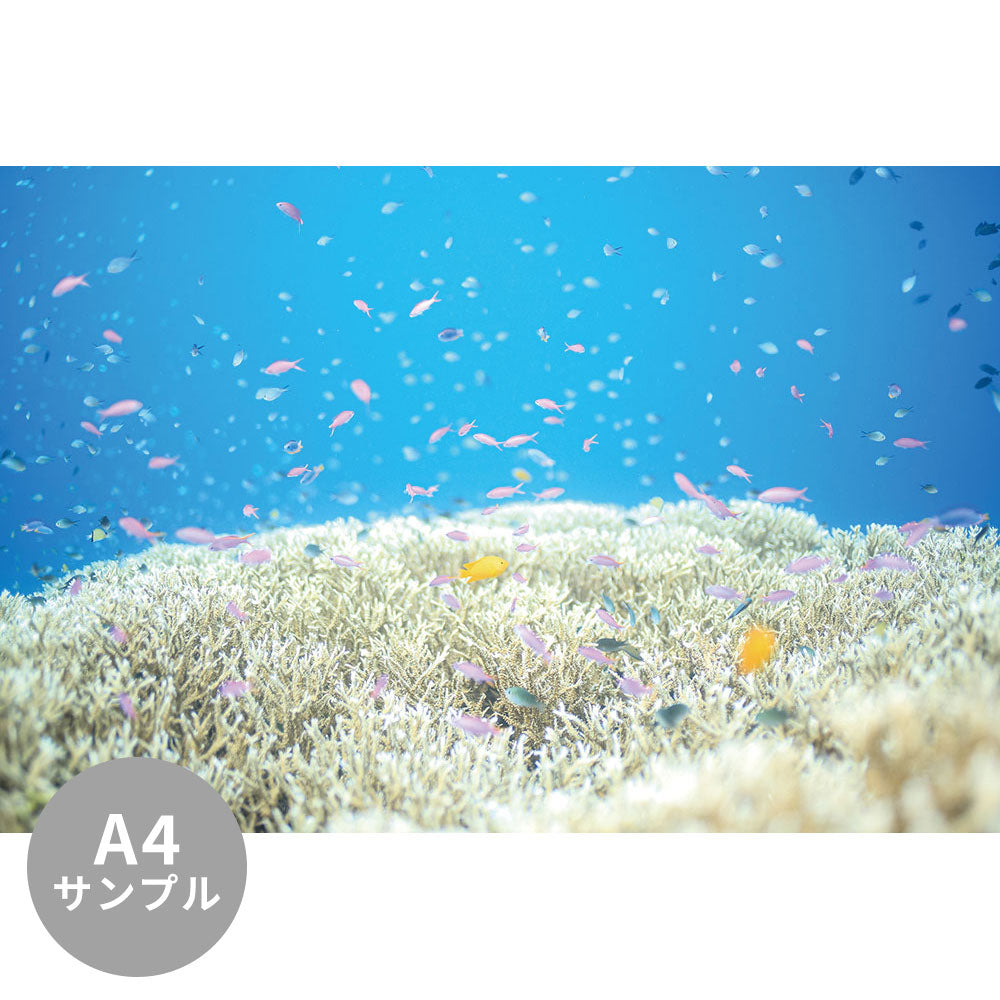 【サンプル】はがせるミューラル壁紙 シールタイプ 海の景色壁紙 鍵井靖章 サンゴとパープルビューティー（フィリピン） TSO-K00020